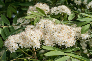 20 ASH TREE Mountain / Amur / Rowan - Sorbus Aucuparia Seeds